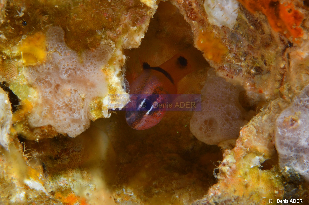 Apogon retrosella Apogon de Cortez-La Paz Ile de la Baleine-5m-20181026-Denis-ADER-DSC_0329_tn.jpg